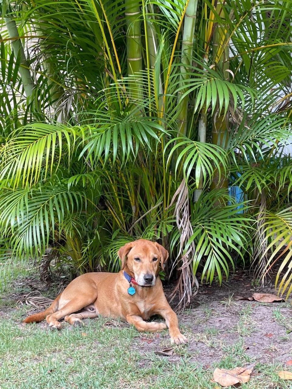 Privacidade, Sossego E Axe Em Taipu De Fora Barra Grande  Exterior photo