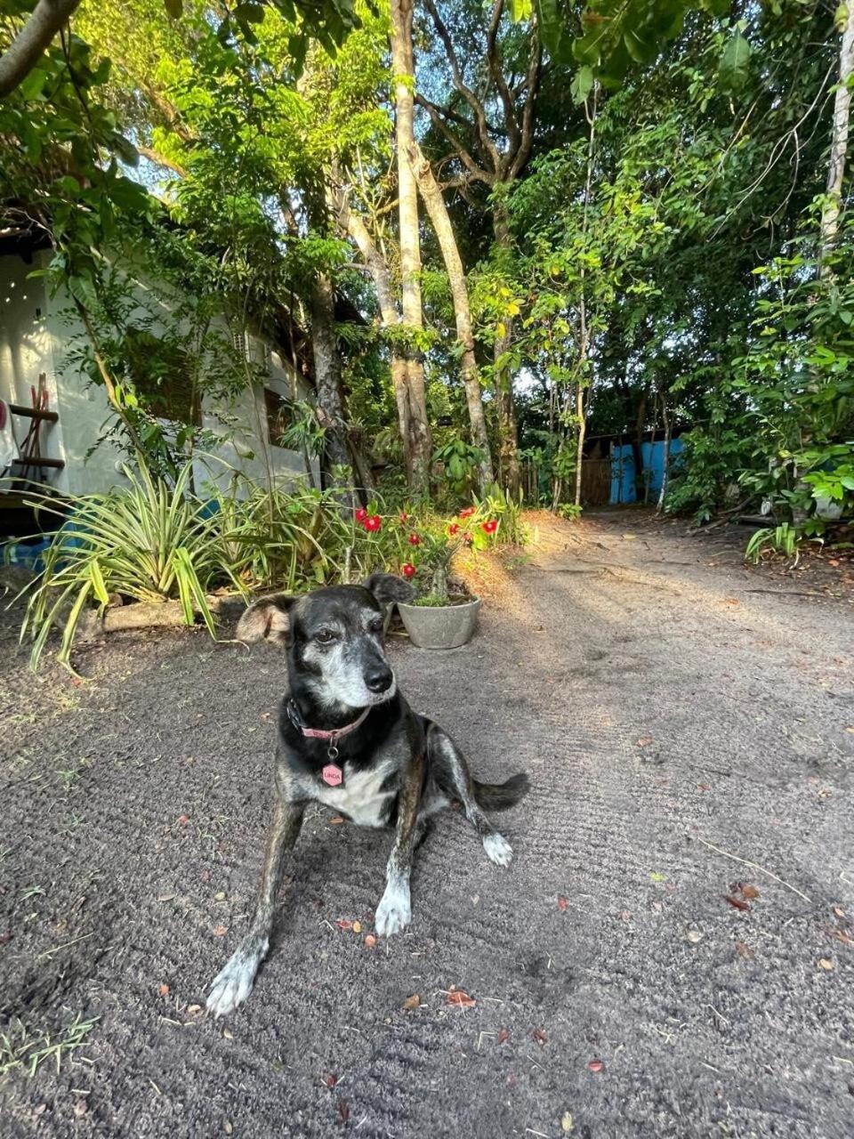 Privacidade, Sossego E Axe Em Taipu De Fora Barra Grande  Exterior photo